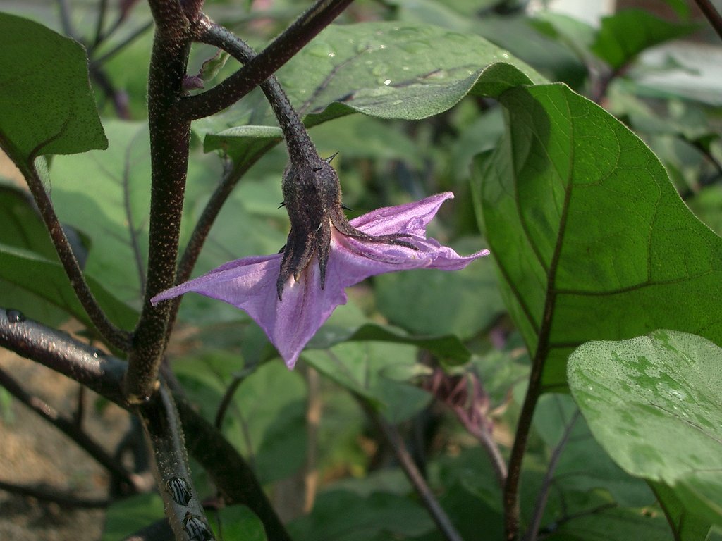 ナスビの花