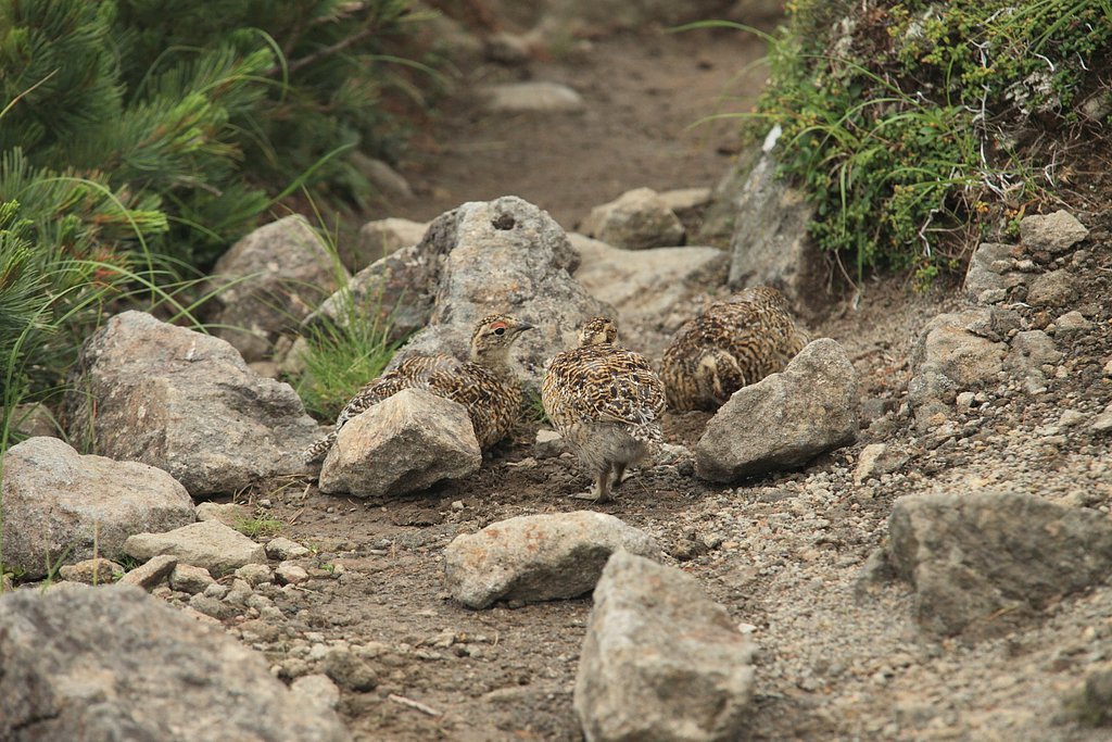 雷鳥三兄弟