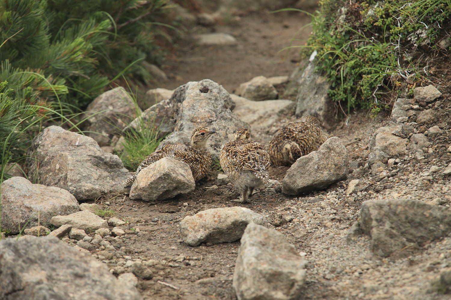 雷鳥三兄弟