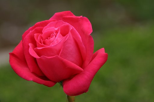 今日の薔薇