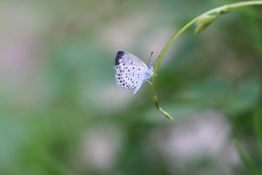 ブランコ