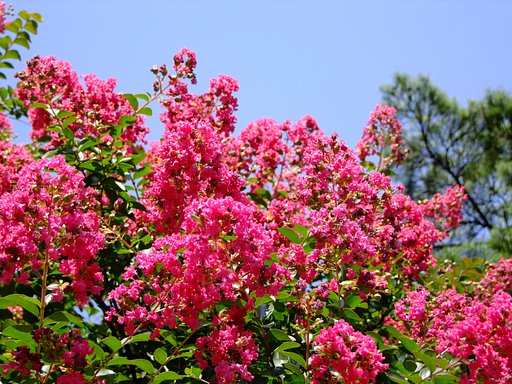 サルもスベれば花が咲く！