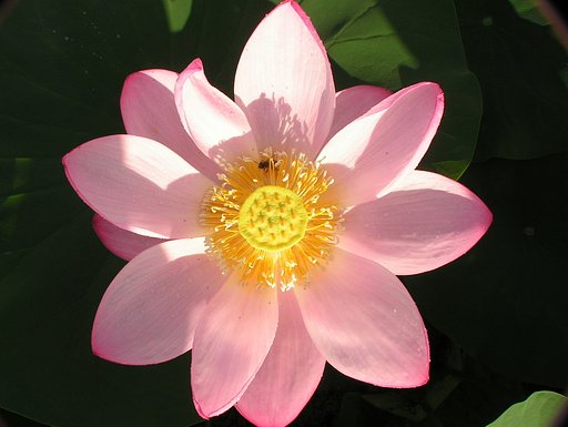 蓮根咲いた