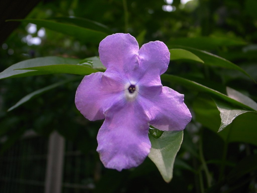 ニオイマツリカの花