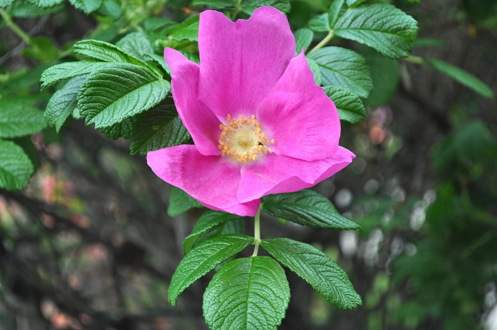 はまなすの花