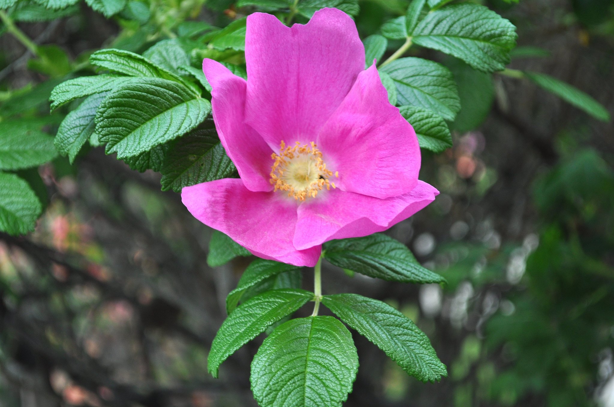 はまなすの花