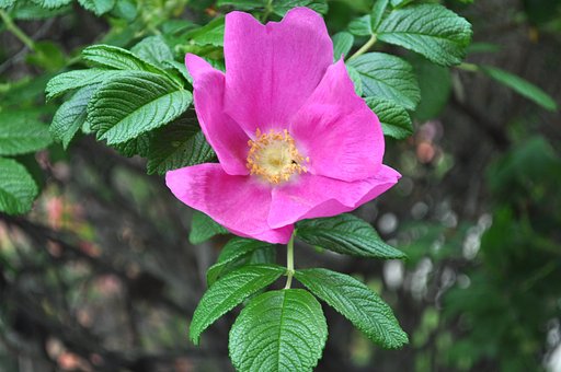 はまなすの花