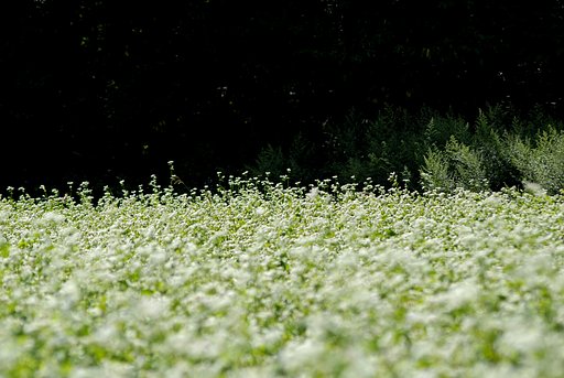 白い世界　そばの花