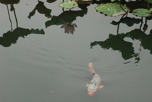 蓮池