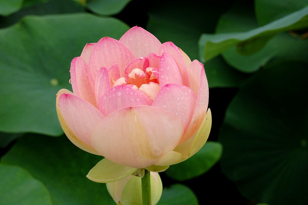蓮の花