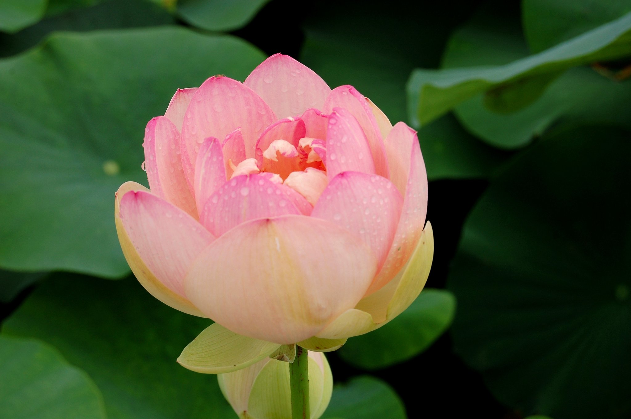 蓮の花