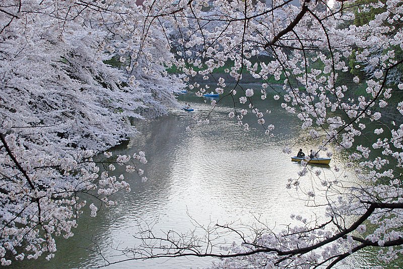 桜その２