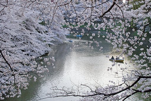 桜その２