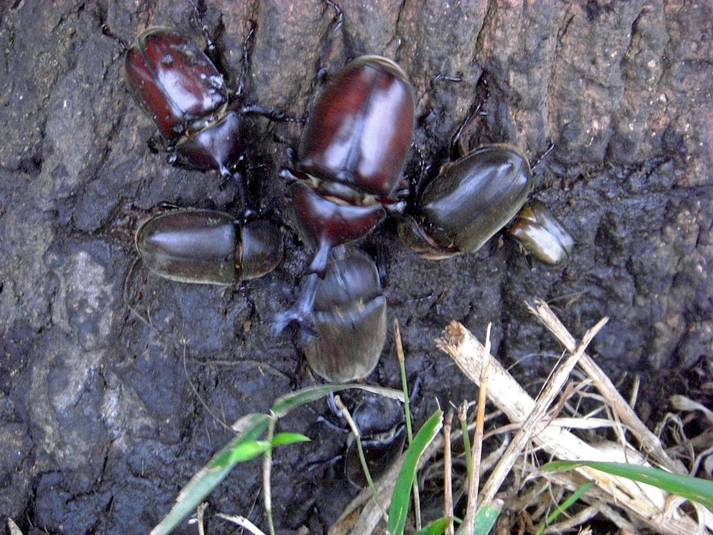 カブトムシの合コン（合同コンパ）