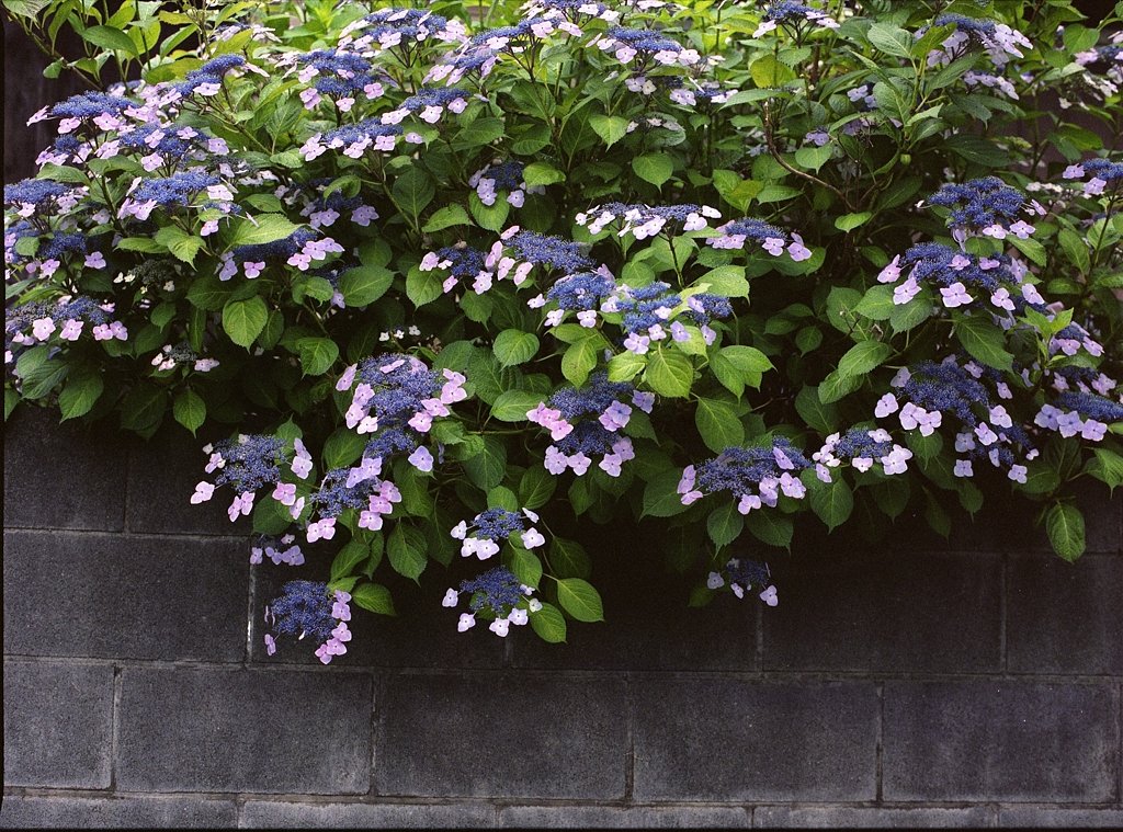 今が見頃の額紫陽花
