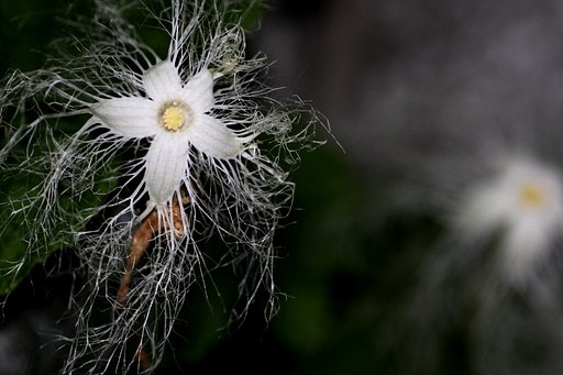 夜に咲く
