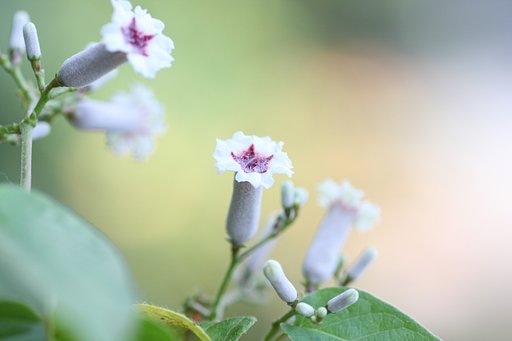 臭いけど可愛い