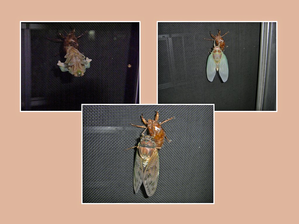 セミの羽化、正体はアブラゼミでした。