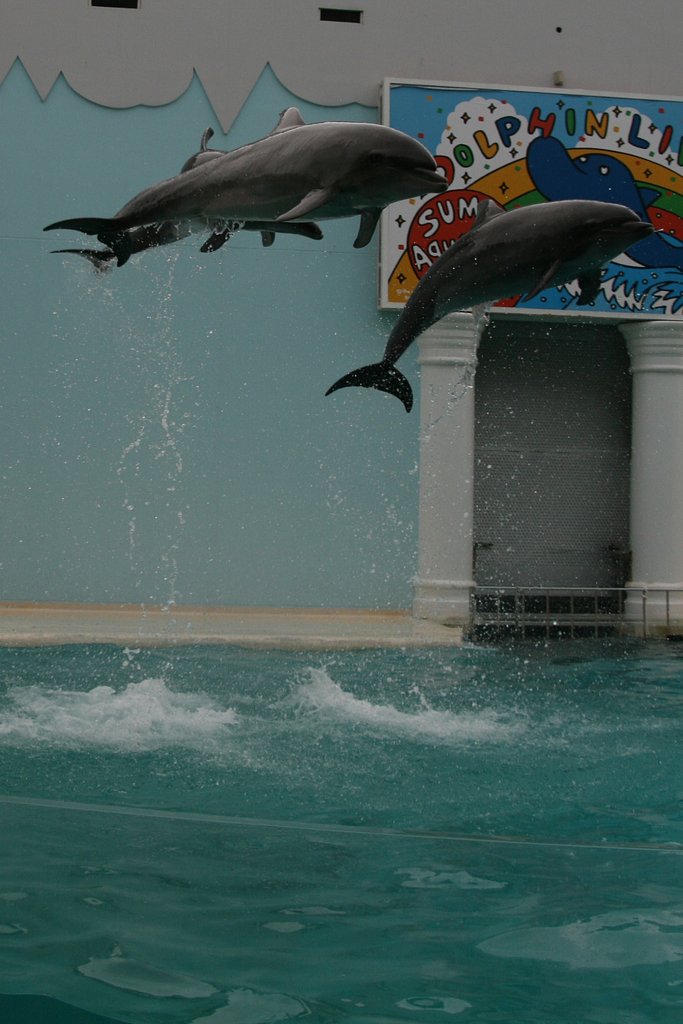 須磨海浜水族園イルカショー