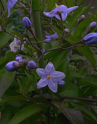 ヤマホロシ　の花
