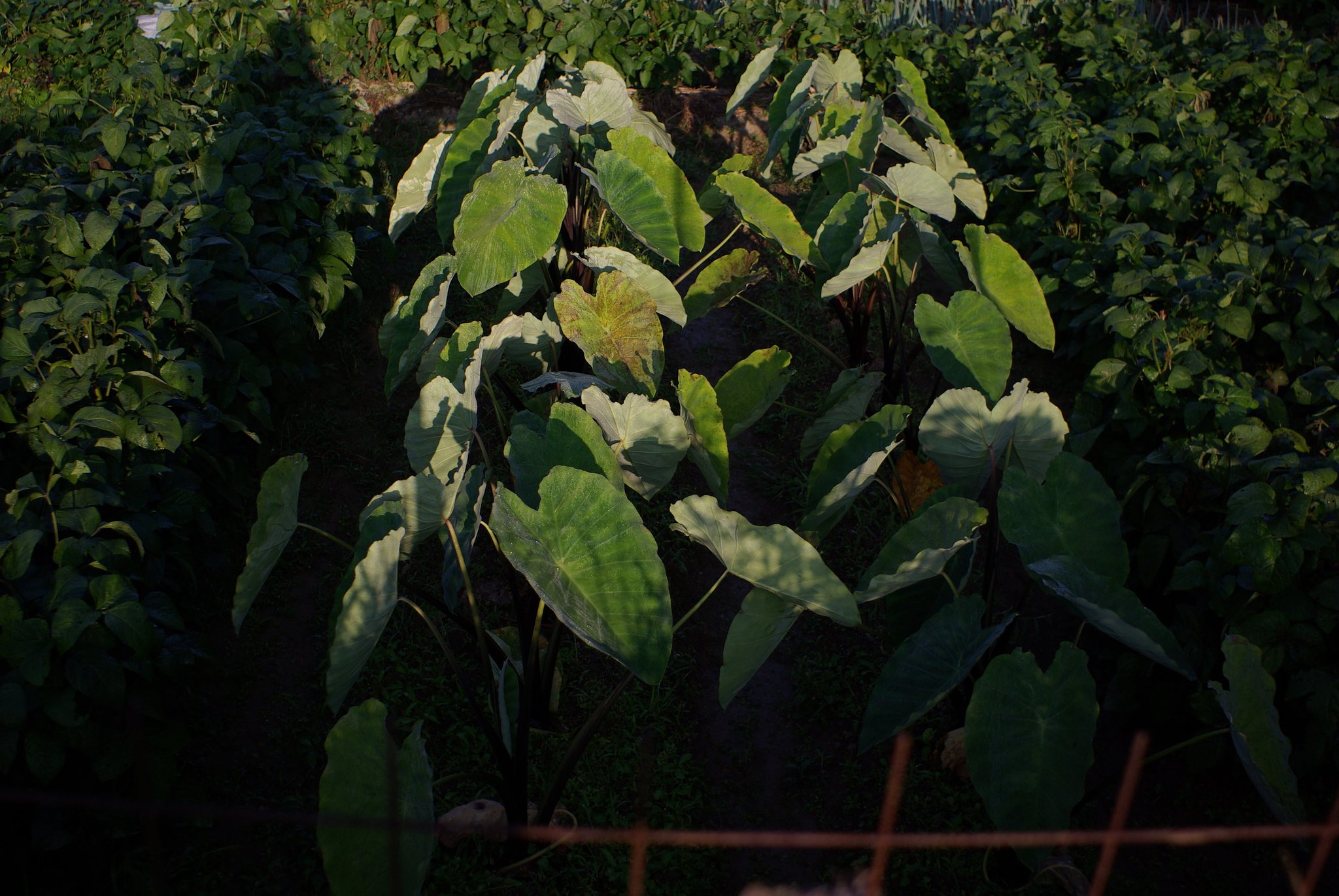 早朝の里芋畑!