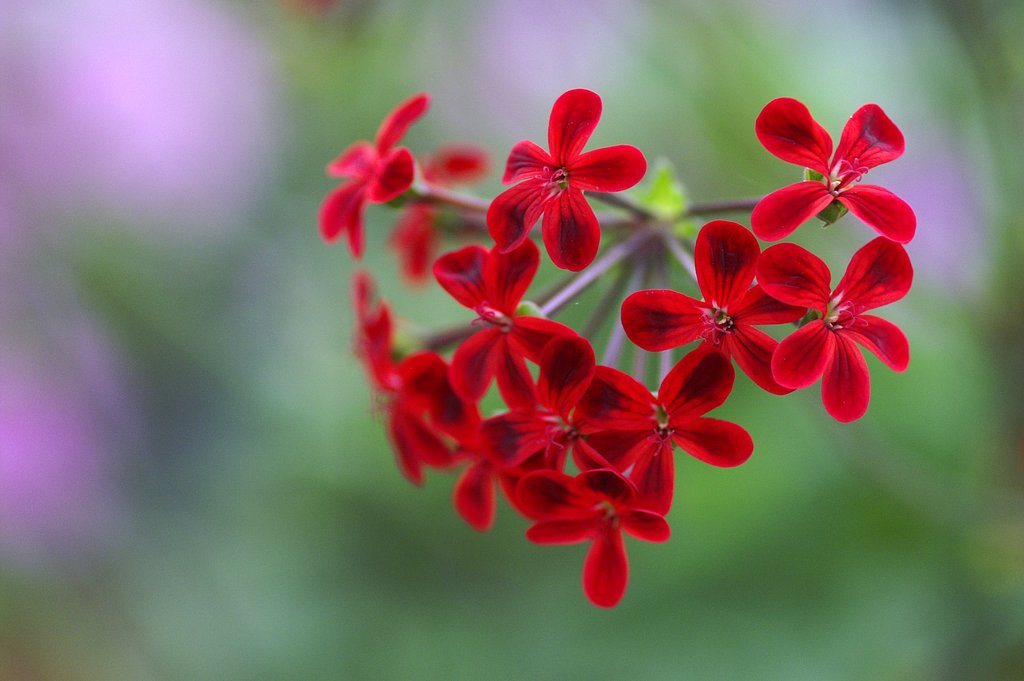 【深紅５】