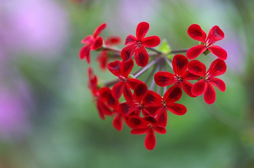 【深紅５】