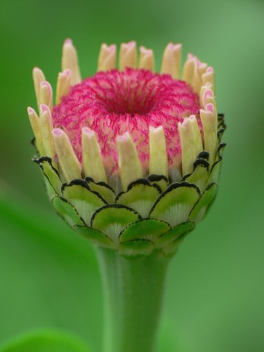 懲りずに百日草