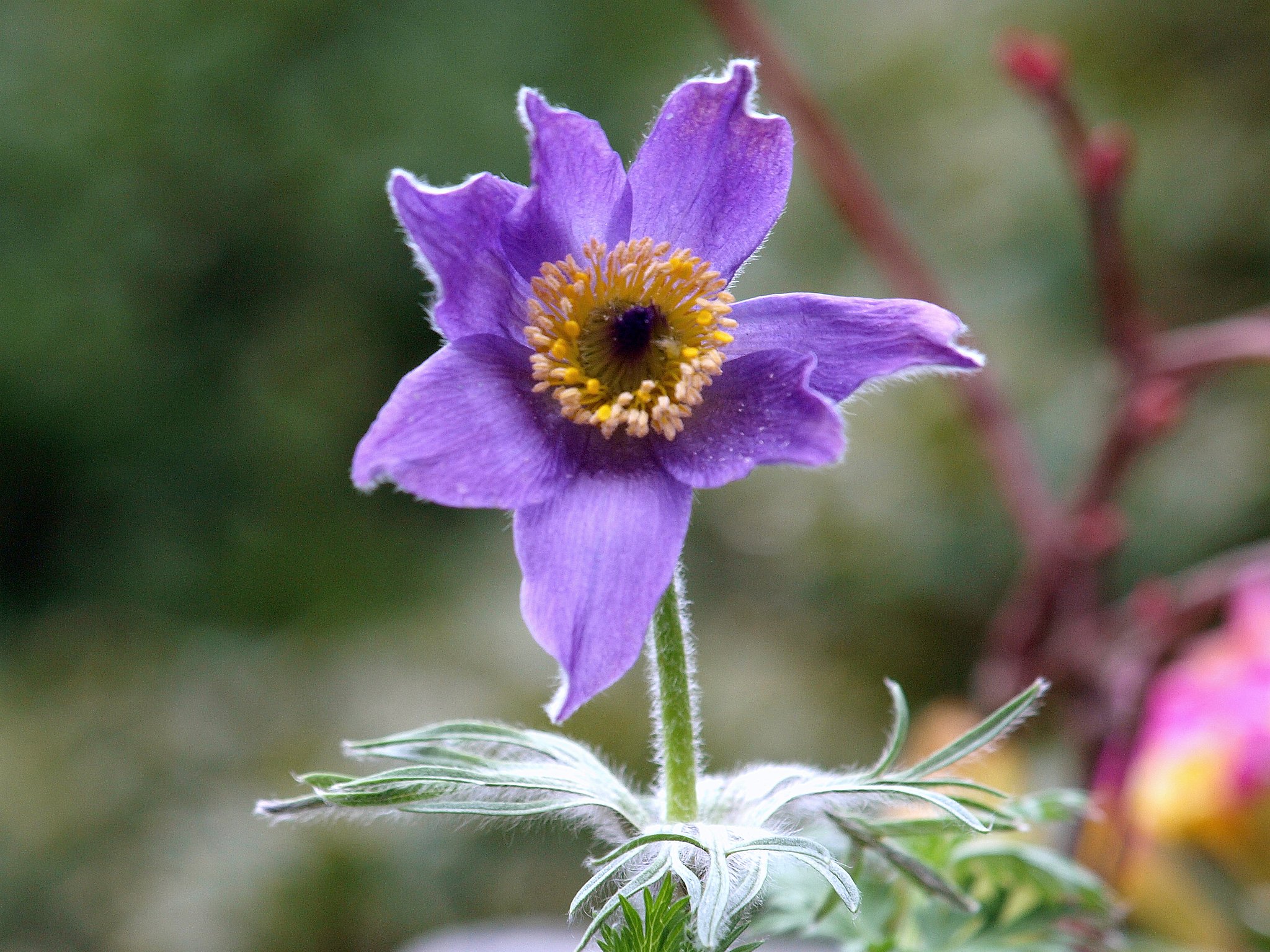 オキナソウの花