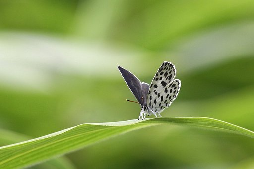 高原の白いチョウ