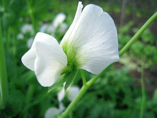 サヤエンドウの花