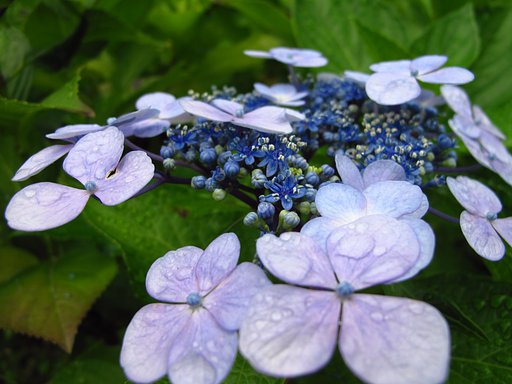 紫陽花☆☆