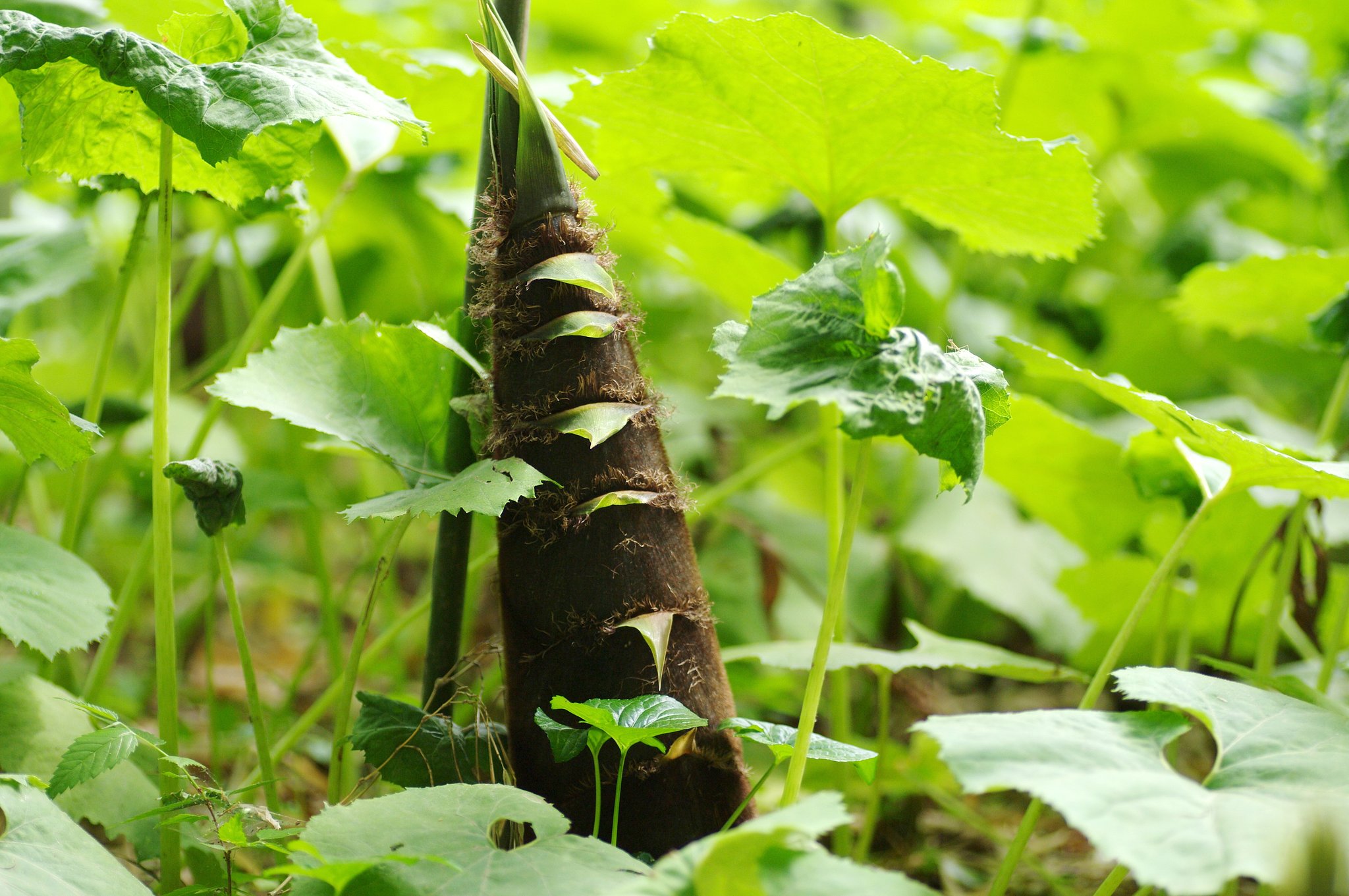 カマキリが蕗の上からタケノコ見物