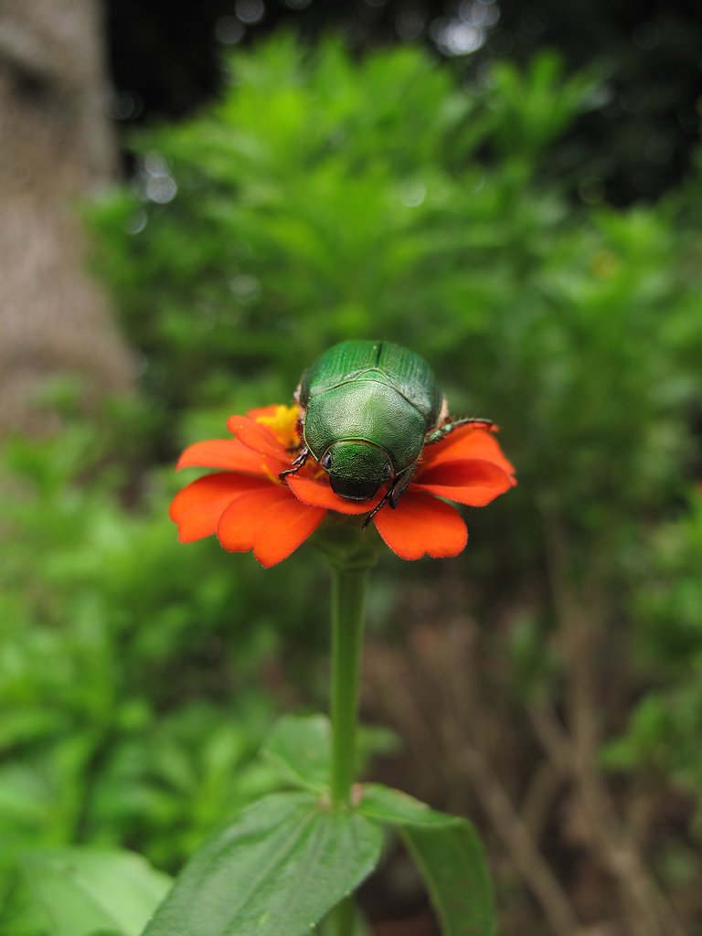 花とコガネムシ