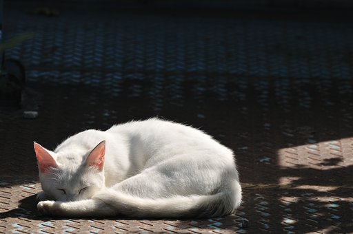 白い猫