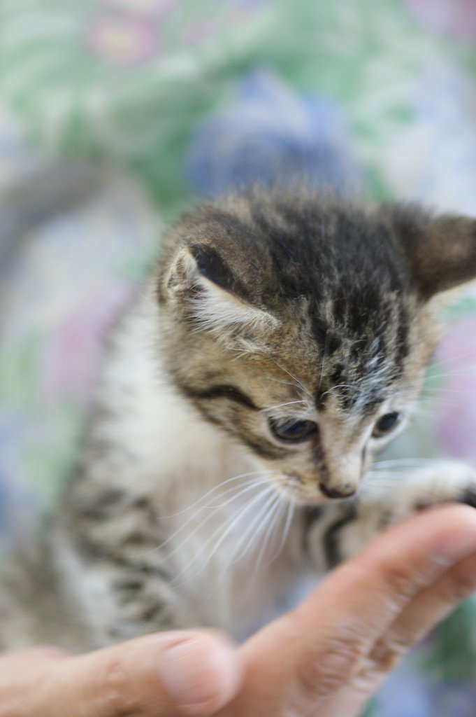 手乗り猫。