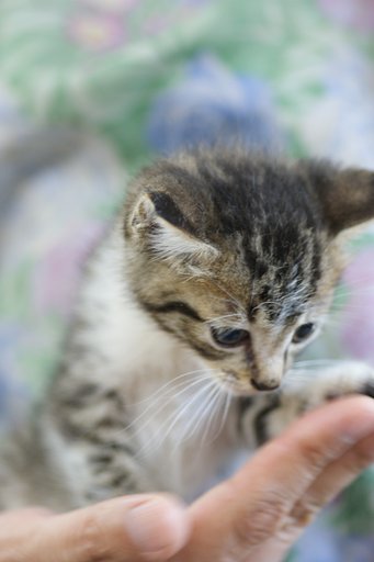 手乗り猫。
