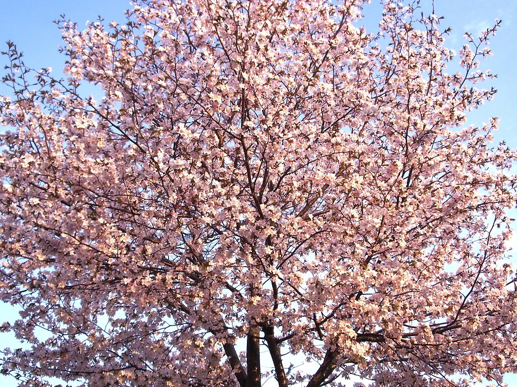 桜3