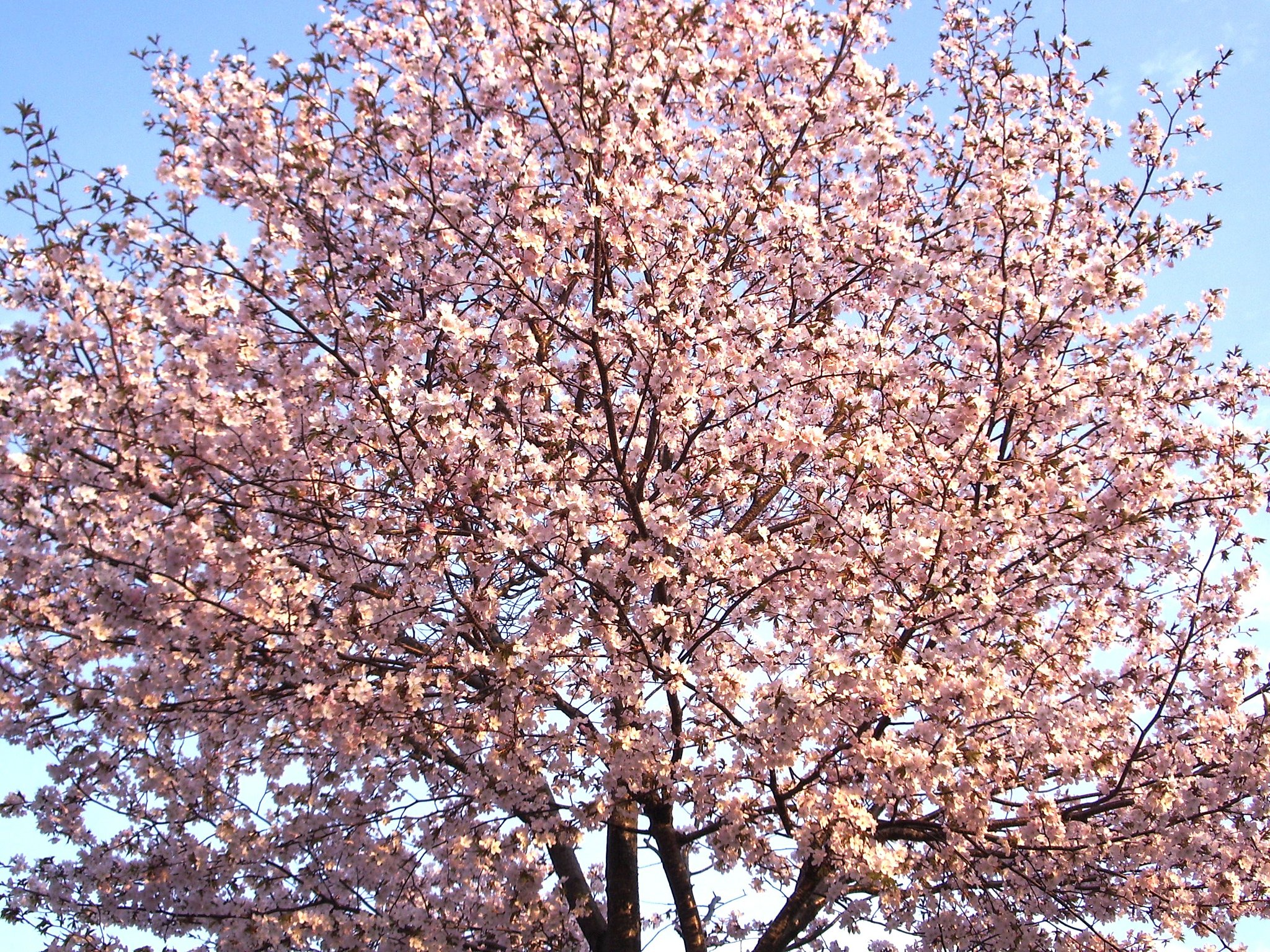 桜3