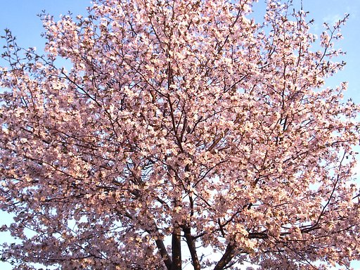 桜3