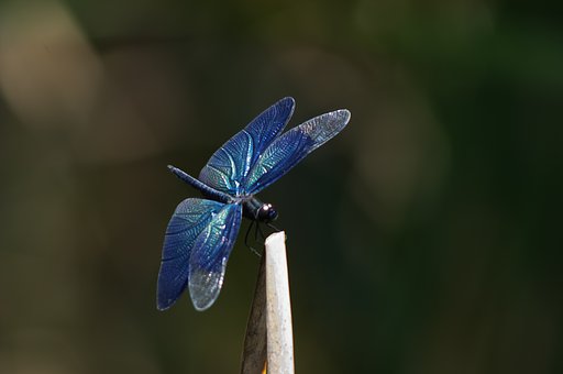 蝶蜻蛉