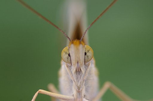 にらめっこしましょ