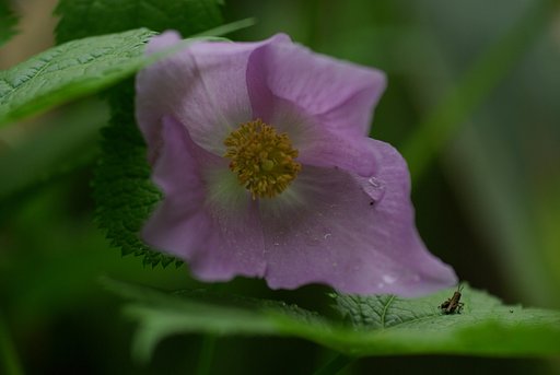 【彩】　小さな花見客