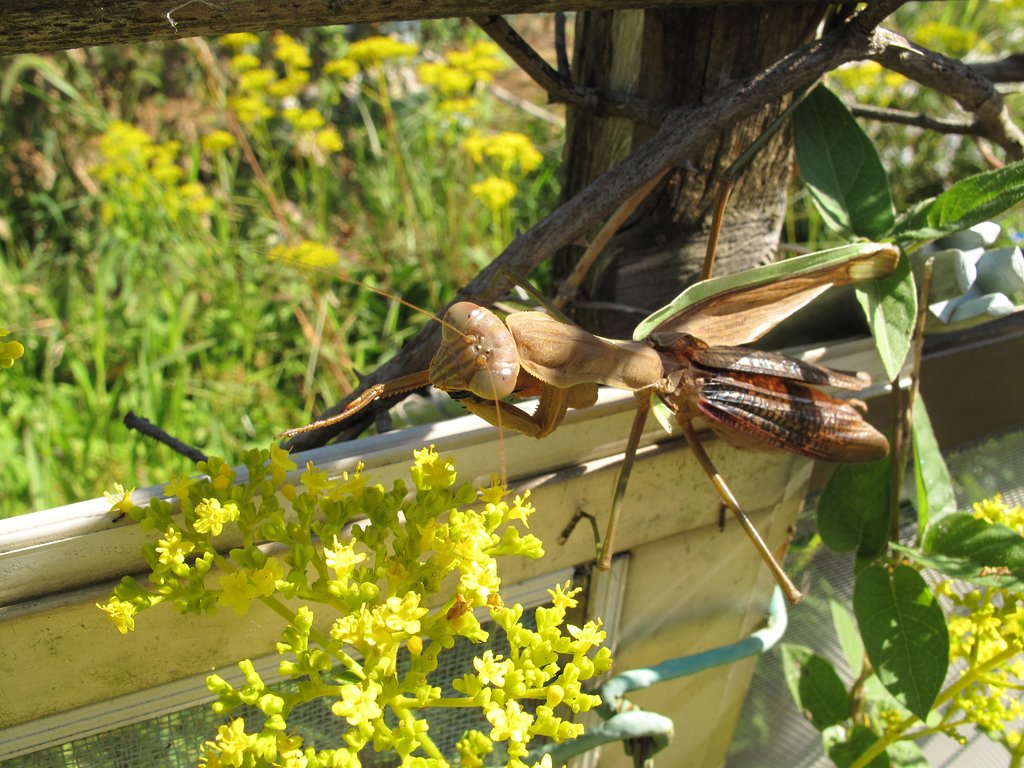 カマキリ