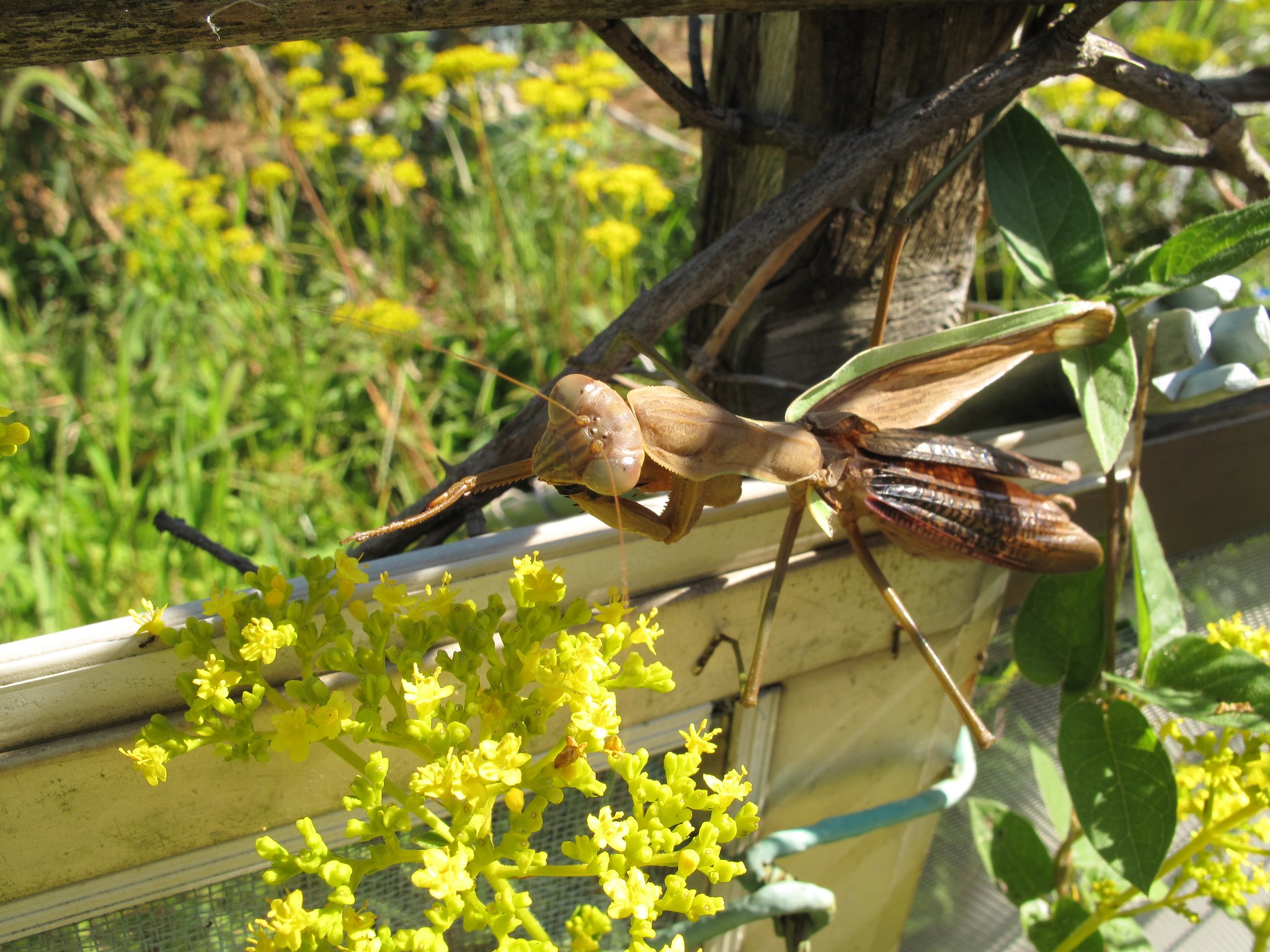 カマキリ
