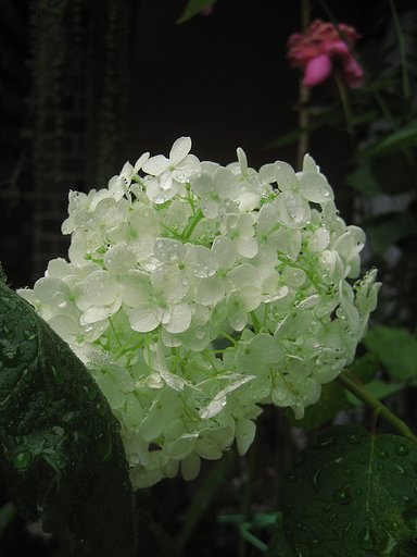 雨の白紫陽花