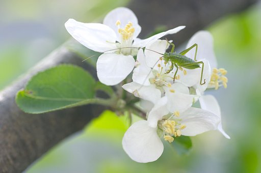 りんごの花粉っておいしいね、、