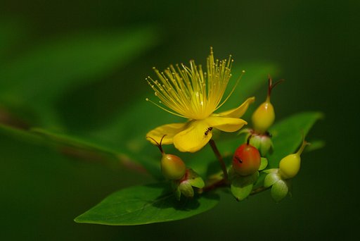 花と実