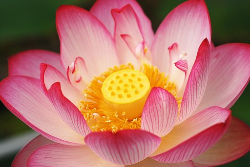 ハスの花を上から拝見