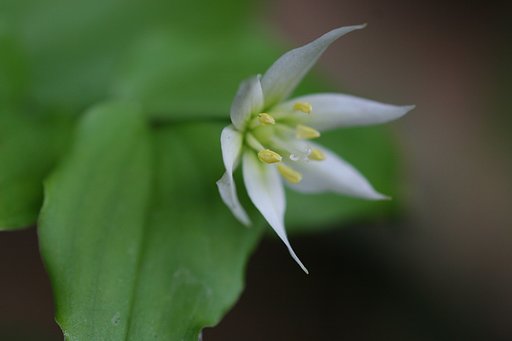 稚児百合
